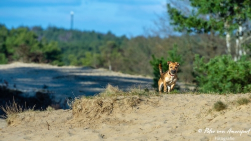 2022-03-06-Wandeling-met-Puck-en-Luna-Rozendaalse-Veld-20