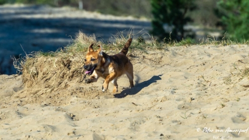 2022-03-06-Wandeling-met-Puck-en-Luna-Rozendaalse-Veld-21