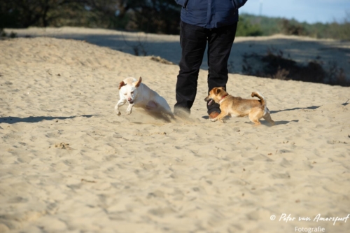 2022-03-06-Wandeling-met-Puck-en-Luna-Rozendaalse-Veld-24