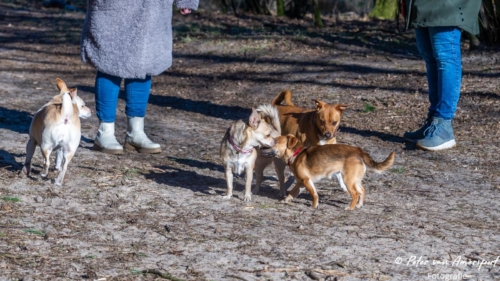 2022-03-06-Wandeling-met-Puck-en-Luna-Rozendaalse-Veld-3