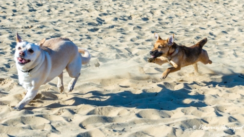 2022-03-06-Wandeling-met-Puck-en-Luna-Rozendaalse-Veld-31