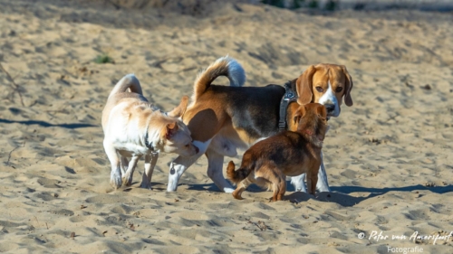 2022-03-06-Wandeling-met-Puck-en-Luna-Rozendaalse-Veld-38