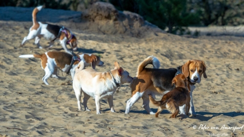 2022-03-06-Wandeling-met-Puck-en-Luna-Rozendaalse-Veld-39
