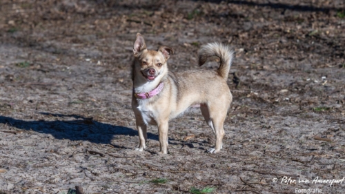 2022-03-06-Wandeling-met-Puck-en-Luna-Rozendaalse-Veld-4