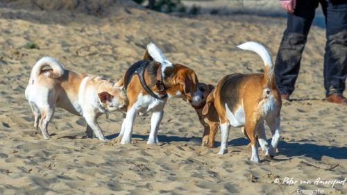2022-03-06-Wandeling-met-Puck-en-Luna-Rozendaalse-Veld-41