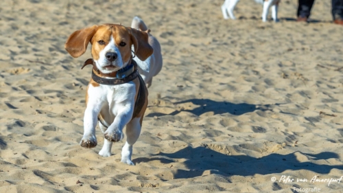 2022-03-06-Wandeling-met-Puck-en-Luna-Rozendaalse-Veld-42