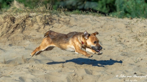 2022-03-06-Wandeling-met-Puck-en-Luna-Rozendaalse-Veld-45