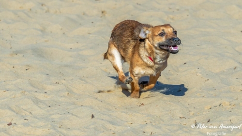 2022-03-06-Wandeling-met-Puck-en-Luna-Rozendaalse-Veld-49