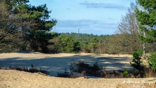 2022-03-06-Wandeling-met-Puck-en-Luna-Rozendaalse-Veld-5
