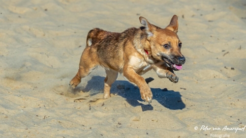 2022-03-06-Wandeling-met-Puck-en-Luna-Rozendaalse-Veld-50
