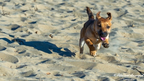 2022-03-06-Wandeling-met-Puck-en-Luna-Rozendaalse-Veld-54