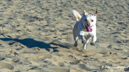 2022-03-06-Wandeling-met-Puck-en-Luna-Rozendaalse-Veld-55