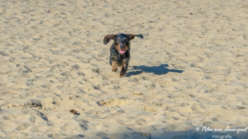 2022-03-06-Wandeling-met-Puck-en-Luna-Rozendaalse-Veld-6