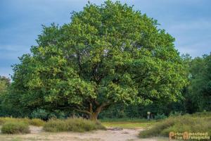 2017-07-08 Rondje Herikhuizerveld-04