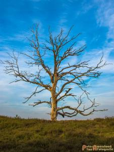 2017-07-08 Rondje Herikhuizerveld-11