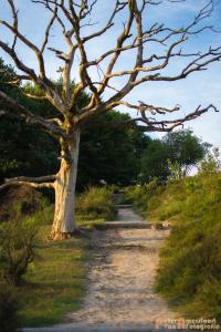 2017-07-08 Rondje Herikhuizerveld-20