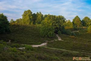 2017-07-08 Rondje Herikhuizerveld-23