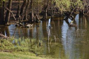 2017-04-08 Rondje Groessen-Loo 05