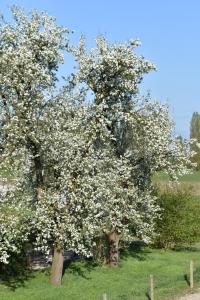 2017-04-08 Rondje Groessen-Loo 12