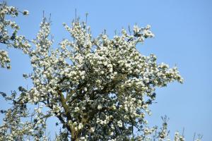 2017-04-08 Rondje Groessen-Loo 13