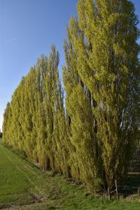 2017-04-08 Rondje Groessen-Loo 17