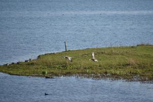 2017-04-08 Rondje Groessen-Loo 21