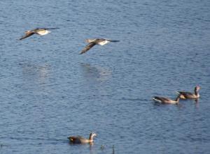 2017-04-08 Rondje Groessen-Loo 22