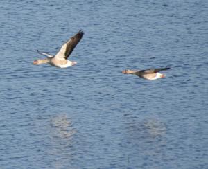 2017-04-08 Rondje Groessen-Loo 23