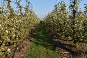 2017-04-08 Rondje Groessen-Loo 27