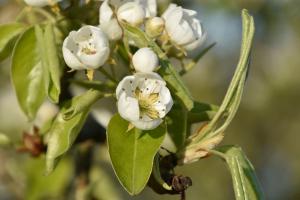 2017-04-08 Rondje Groessen-Loo 28