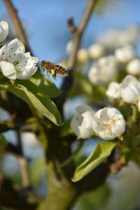 2017-04-08 Rondje Groessen-Loo 29