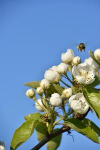 2017-04-08 Rondje Groessen-Loo 33