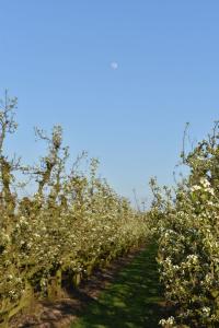 2017-04-08 Rondje Groessen-Loo 35