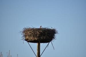 2017-04-08 Rondje Groessen-Loo 40