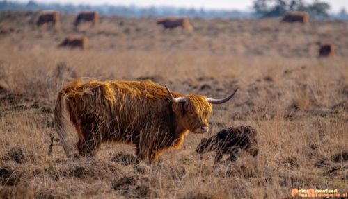 2020-03-27 Schotse Hooglander Moeder en pas geboren kalf-Terletse Heide-1