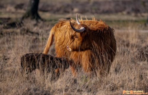 2020-03-27 Schotse Hooglander Moeder en pas geboren kalf-Terletse Heide-2