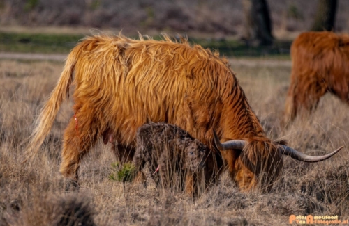 2020-03-27 Schotse Hooglander Moeder en pas geboren kalf-Terletse Heide-3
