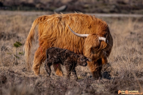2020-03-27 Schotse Hooglander Moeder en pas geboren kalf-Terletse Heide-5