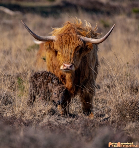 2020-03-27 Schotse Hooglander Moeder en pas geboren kalf-Terletse Heide-8