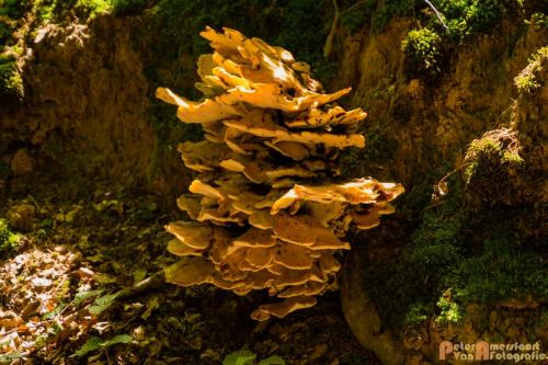 2017-08-07 Rondje Posbank 01