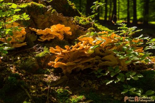 2017-08-07 Rondje Posbank 02