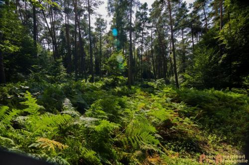 2017-08-07 Rondje Posbank 04