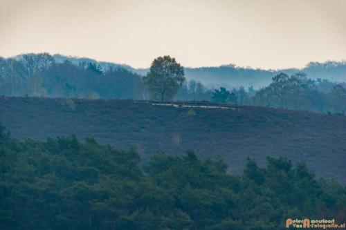 2018-04-11 Herikhuizerveld 015