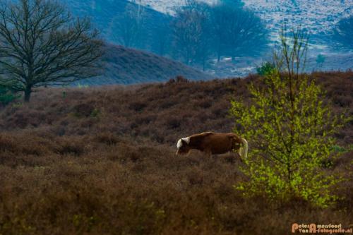 2018-04-11 Herikhuizerveld 020