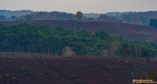 2018-04-11 Herikhuizerveld 025