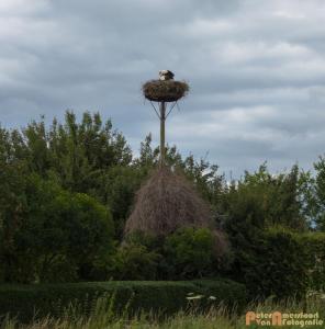 2017-07-14-Ooievaars 001