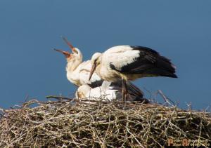 2017-07-14-Ooievaars 003