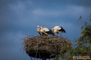 2017-07-14-Ooievaars 004