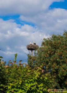 2017-07-14-Ooievaars 006