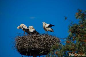 2017-07-14-Ooievaars 008